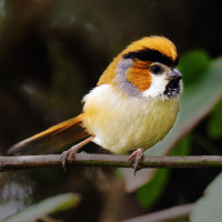 Black-throated Parrotbill
